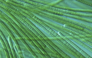 Illustration for article titled 12 of the most astounding 'living fossils' known to science